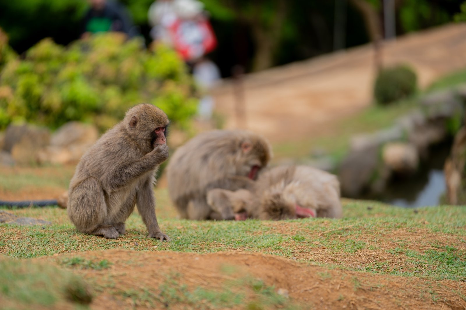 Monkeys resting and grooming beside a path